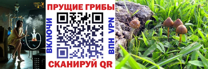 Псилоцибиновые грибы MAGIC MUSHROOMS  как найти закладки  Каменногорск 